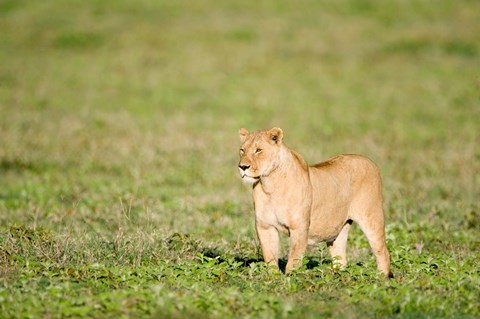 Framed Lioness (Panthera leo) standing in a field, Ngorongoro Crater, Ngorongoro, Tanzania Print
