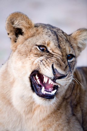 Framed Close-up of a lioness (Panthera leo) looking angry, Tarangire National Park, Tanzania Print