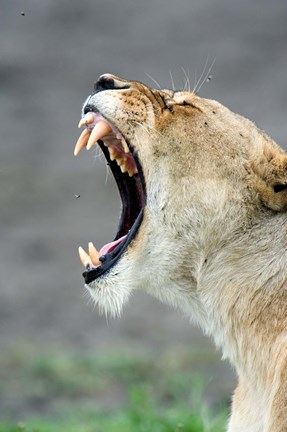 Framed Close-up of a lioness (Panthera leo), Ndutu, Ngorongoro, Tanzania Print