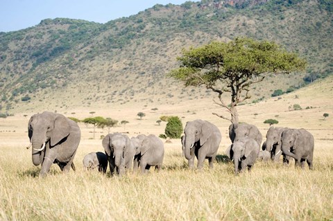 Framed African Elephants (Loxodonta africana) in a Forest, Masai Mara National Reserve, Kenya Print