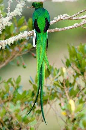 Framed Close-up of a Resplendent Quetzal (Pharomachrus mocinno) perching on a branch, Savegre, Costa Rica Print