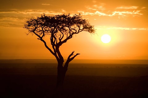 Framed Silhouette of tree at dusk, Tanzania Print