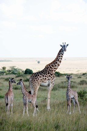 Framed Masai giraffes (Giraffa camelopardalis tippelskirchi) and calves in a forest, Masai Mara National Reserve, Kenya Print