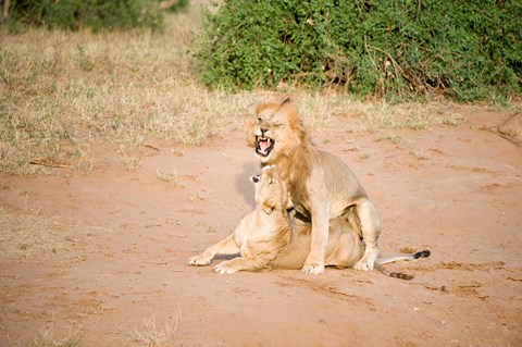 Framed Lion pair (Panthera leo) mating in a field, Samburu National Park, Rift Valley Province, Kenya Print