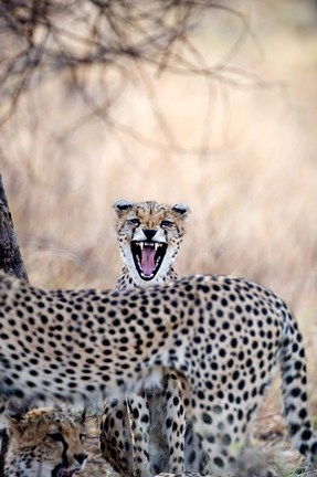 Framed Cheetahs (Acinonyx jubatus) resting in a forest, Samburu National Park, Rift Valley Province, Kenya Print