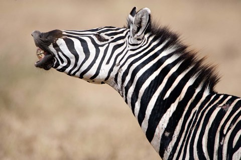Framed Close-up of a Burchell's zebra (Equus burchelli), Tarangire National Park, Tanzania Print