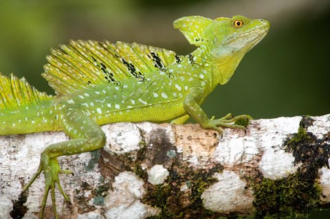 Framed Close-up of a Plumed basilisk (Basiliscus plumifrons) on a branch, Cano Negro, Costa Rica Print