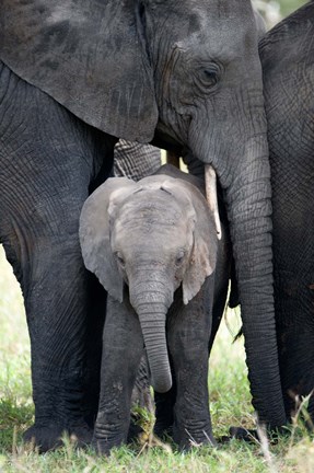 Framed African elephant (Loxodonta africana) with its calf in a forest, Tarangire National Park, Tanzania Print
