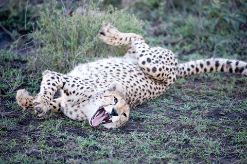 Framed Cheetah resting in a forest, Ndutu, Ngorongoro, Tanzania Print