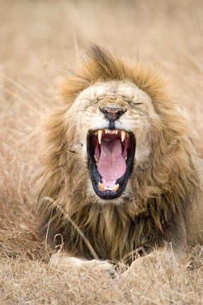Framed Lion (Panthera leo) yawning in a forest, Ngorongoro Crater, Ngorongoro, Tanzania Print