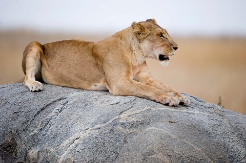 Framed Close Up of a Lioness (Panthera leo) Sitting on a Rock, Serengeti, Tanzania Print