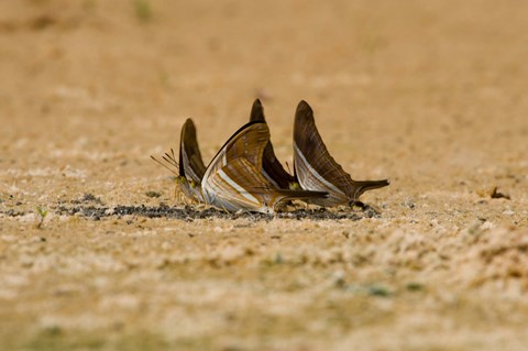 Framed Swallowtail butterflies in a field, Three Brothers River, Meeting of the Waters State Park, Pantanal Wetlands, Brazil Print