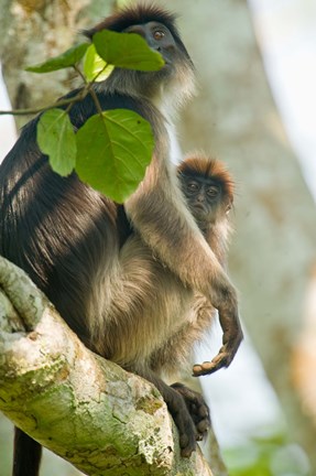 Framed Red Colobus monkey with its young one on a tree, Kibale National Park, Uganda Print