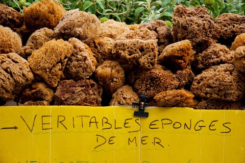 Framed Natural sponges for sale in a market, Lourmarin, Vaucluse, Provence-Alpes-Cote d&#39;Azur, France Print