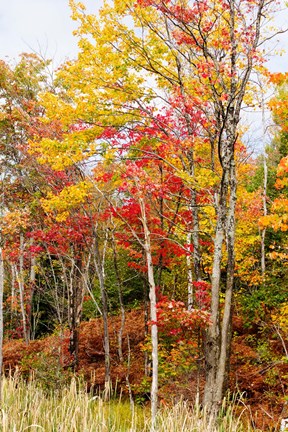 Framed Autumn Trees, Muskoka, Ontario, Canada Print