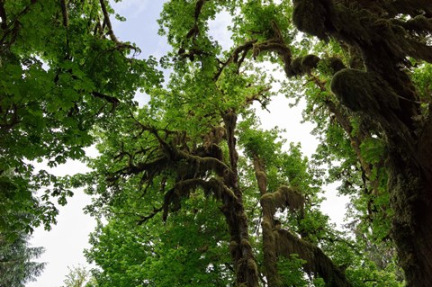 Framed Low angle view of trees in a forest, Hoh Rainforest, Olympic National Park, Washington State, USA Print
