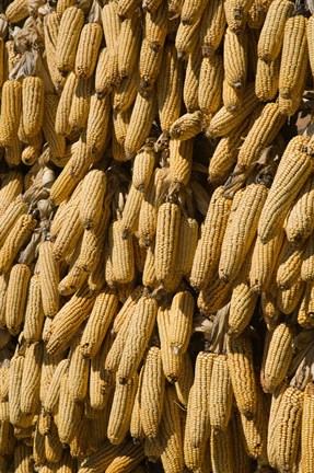 Framed Corn cobs hanging to dry, Baisha, Lijiang, Yunnan Province, China Print