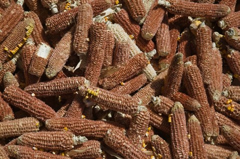 Framed Close-up of corn cobs, Baisha, Lijiang, Yunnan Province, China Print
