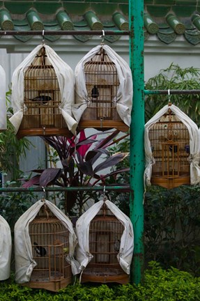 Framed Birds in cages for sale at a bird market, Yuen Po Street Bird Garden, Mong Kok, Kowloon, Hong Kong Print