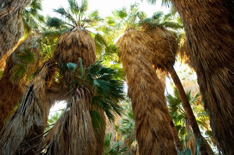 Framed Low angle view of palm trees, Palm Springs, Riverside County, California, USA Print