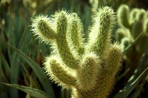 Framed Cactus in sunlight Print