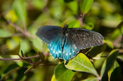 Framed Blue tinted Butterfly on a leaf Print