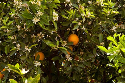 Framed Orange trees in an orchard, Santa Paula, Ventura County, California, USA Print