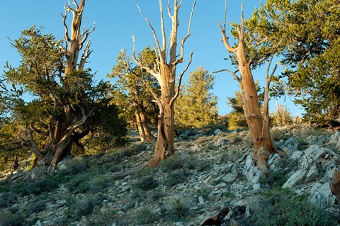 Framed Bristlecone Pine Grove, White Mountains, California Print