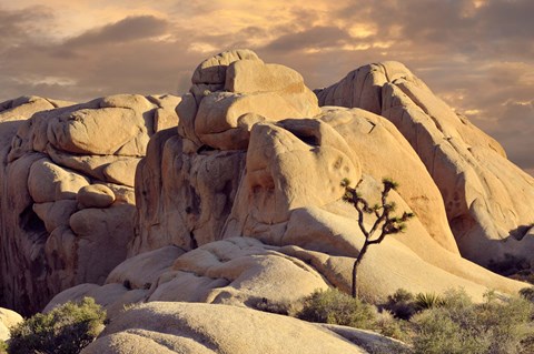 Framed Rock formations and Joshua tree at Joshua Tree National Park, California, USA Print