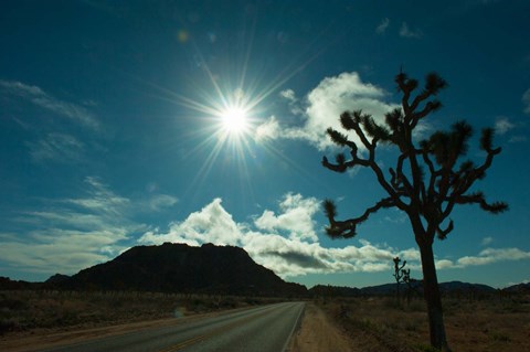 Framed Joshua tree at the roadside, Joshua Tree National Park, California, USA Print
