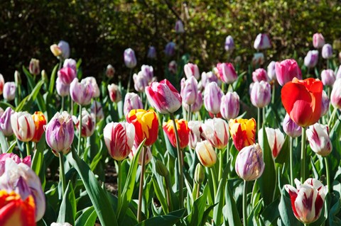 Framed Field of Tulips Print