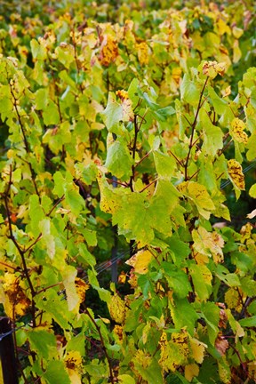 Framed Vineyard in autumn, Chigny-les-Roses, Marne, Champagne-Ardenne, France Print