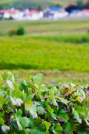 Framed Vineyards in autumn, Chigny-les-Roses, Marne, Champagne-Ardenne, France Print