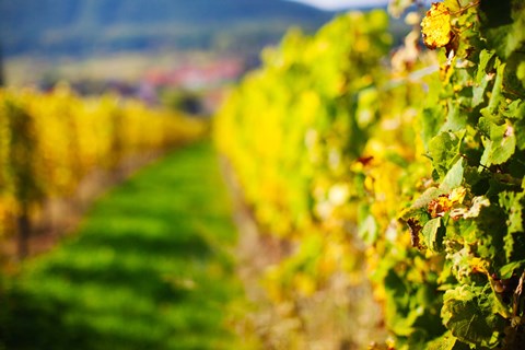 Framed Autumn Vineyards in Mittelbergheim, Alsatian Wine Route, Bas-Rhin, Alsace, France Print
