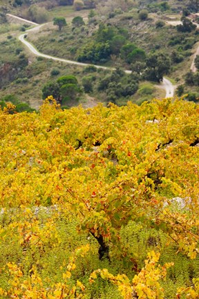 Framed Vineyards, Collioure, Vermillion Coast, Pyrennes-Orientales, Languedoc-Roussillon, France (vertical) Print