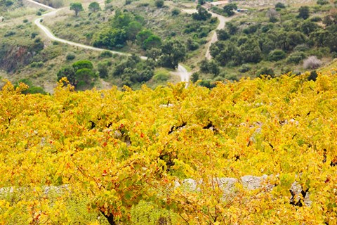 Framed Vineyards, Collioure, Vermillion Coast, Pyrennes-Orientales, Languedoc-Roussillon, France (horizontal) Print