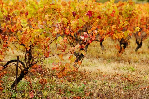 Framed Vineyard in autumn, Gaillac, Tarn, Midi-Pyrenees, France (horizontal) Print