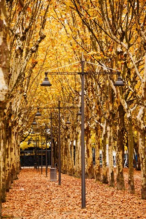 Framed Esplanade des Quinconces park in autumn, Bordeaux, Gironde, Aquitaine, France Print