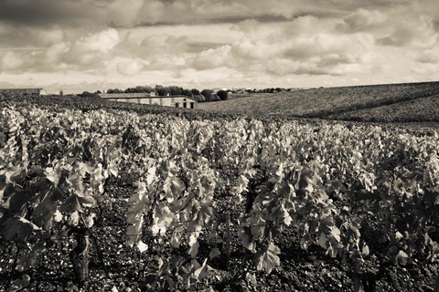Framed Chateau Lafite Rothschild vineyards in autumn, Pauillac, Haut Medoc, Gironde, Aquitaine, France (black and white) Print
