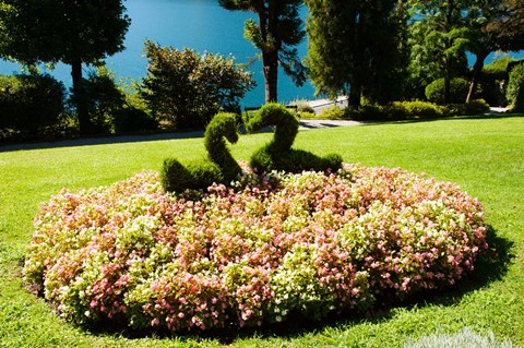 Framed Topiary and flower bed in a garden, Villa Carlotta, Tremezzo, Como, Lombardy, Italy Print