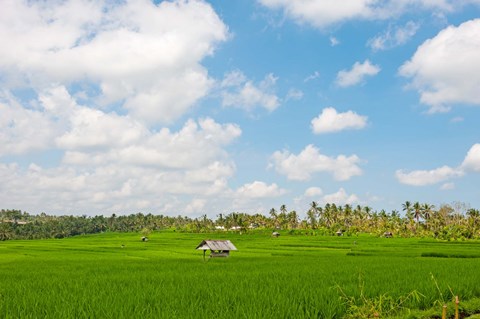Framed Rice field, Rejasa, Penebel, Bali, Indonesia Print