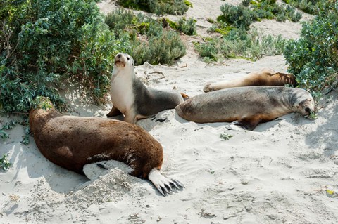 Framed Australian Sea Lions (Neophoca cinerea) resting in sand, Seal Bay, Kangaroo Island, South Australia, Australia Print