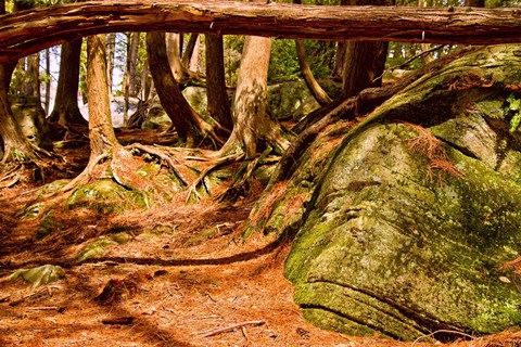 Framed Trail in a forest, Muskoka, Ontario, Canada Print
