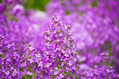 Framed Close-up of Pink Fireweed flowers, Ontario, Canada Print