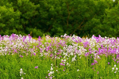 Framed Pink and white fireweed flowers, Ontario, Canada Print