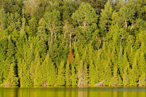 Framed Trees at the lakeside, Lake Muskoka, Ontario, Canada Print