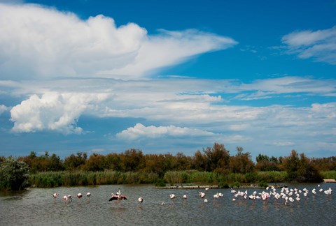 Framed Flamingos in a lake, Parc Ornithologique Du Pont de Gau, D570, Camargue, Bouches-Du-Rhone, Provence-Alpes-Cote d&#39;Azur, France Print