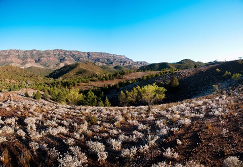 Framed Typical outback landscape, Hawker, Flinders Ranges National Park, South Australia, Australia Print
