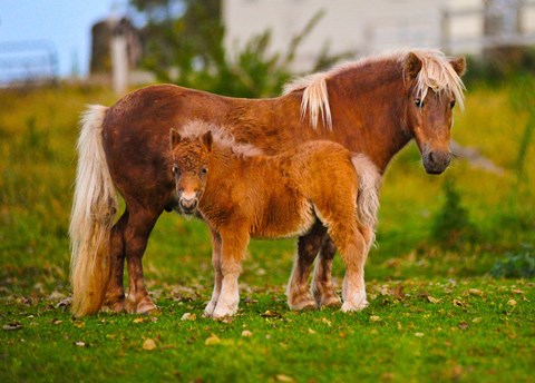 Framed Shetland ponies standing on the grass Print