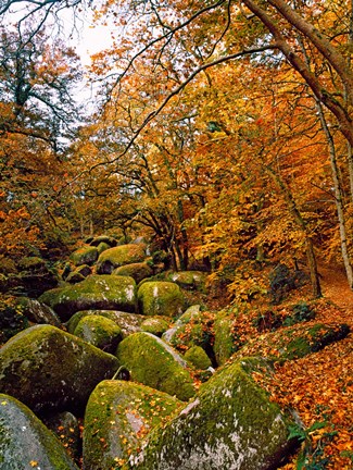 Framed Huelgoat Forest in Autumn, Finistere, Brittany, France Print